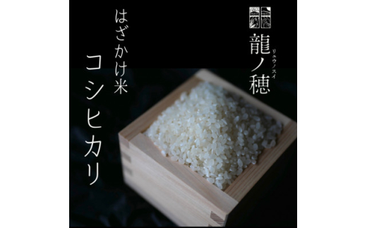 【令和8年産】 南信州産 はざかけ米 コシヒカリ 10kg | 龍ノ穂 米 お米 おこめ ご飯 ごはん 食卓 長野県 飯田市 信州