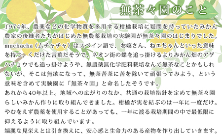 無茶々園の黄金柑　３kg