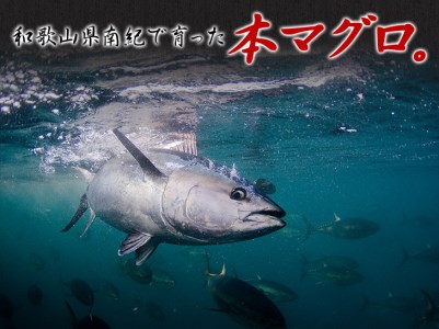 【訳あり】じゃばら鮪希少部位三点セット約600g【串本町×北山村】【nks201】