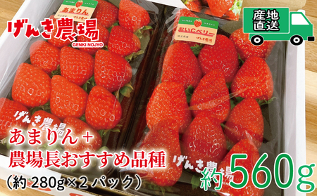 【予約受付】 いちご あまりん +農場長おすすめ品種 560g (280g×2P) 苺 食べ比べ イチゴ ストロベリー 産地直送 ご当地 果物 くだもの フルーツ デザート 食品 冷蔵 げんき農場 埼玉県 羽生市