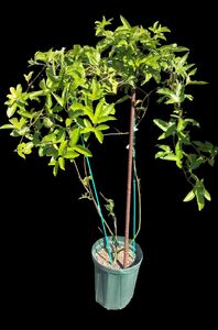 【先行予約】上郡町産 パッションフルーツの苗木 | パッションフルーツ 植物 南国 ガーデニング 完熟 兵庫県 上郡町