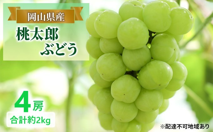 ぶどう 【2025年 早期受付】 桃太郎ぶどう 4房 合計約2kg ブドウ 葡萄 岡山県産 国産 フルーツ 果物 ギフト