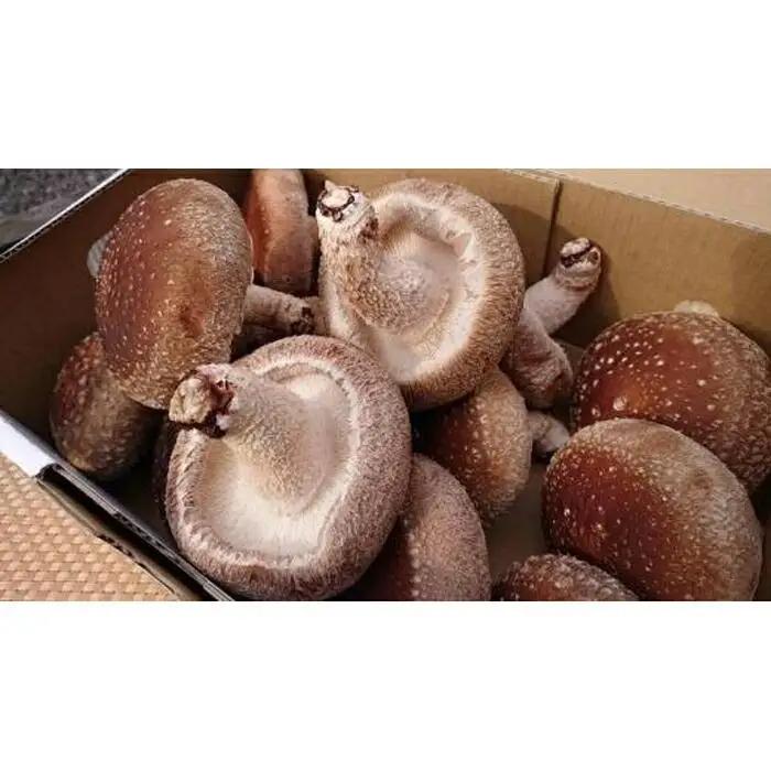 「農水大臣賞」受賞　金沢さんの菌床しいたけギフトセット1kg