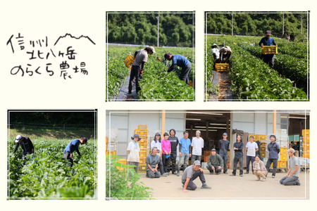 信州北八ヶ岳からお届け～ちいさな畑セット～（Lサイズ　３～４人前）有機野菜〔NK-02〕