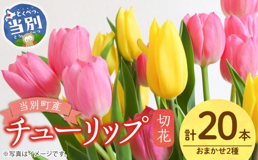チューリップ切花20本入り（2品種×各10本） | 四季農場 チューリップ 切り花 花 フラワー ブーケ 北海道 当別町