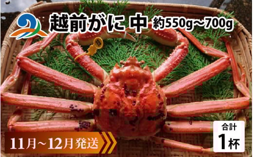 越前がに 中 (約550g～700g)×1杯【順次発送中】