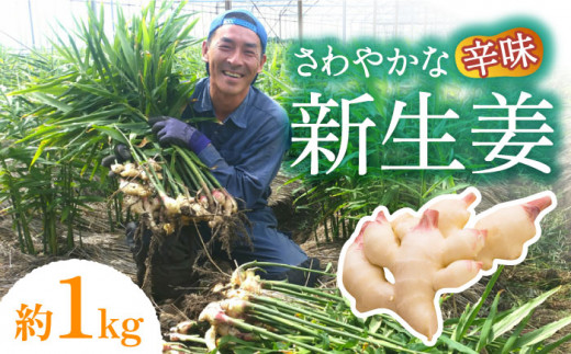 しょうが【2026年8月～発送】 新生姜 約1kg / ショウガ しょうが 生姜 ショウガ しょうが 生姜 国産 根菜 薬味 料理 そうめん うどん スープ ジンジャーエール しょうが湯 しょうが焼き 食材 温活 ダイエット 生鮮野菜 農産物 旬 新鮮 産地直送 お取り寄せ / 南島原市 / ふくはちファーム/福島農園 [SBS015]