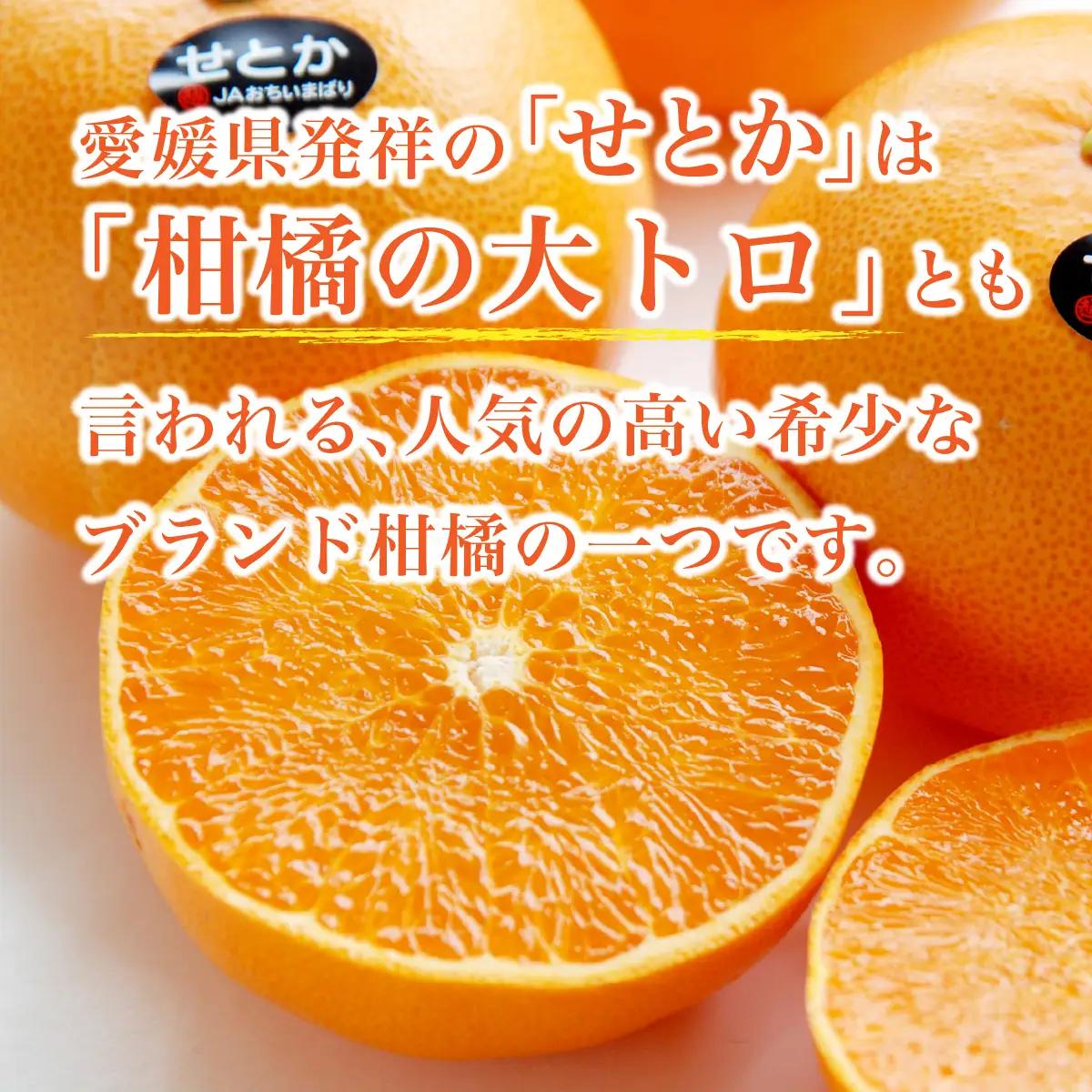 みかん せとか 化粧箱 3L～Lサイズ 10～15玉