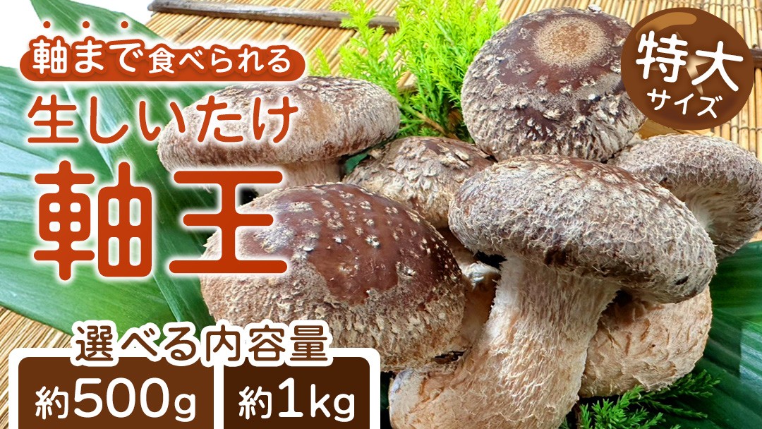 
                  ＼選べる 内容量／ 産地直送！軸まで美味しい『軸王しいたけ』特大サイズ (約500g/約1kg) しいたけ 椎茸 シイタケ きのこ キノコ 野菜 軸が太い 軸まで食べられる 特大 肉厚 旨味 菌床 国産 ぷりぷり ステーキ 椎茸ステーキ 新鮮 BBQ バーベキュー バター焼き 網焼き きんぴら オイル漬け
                