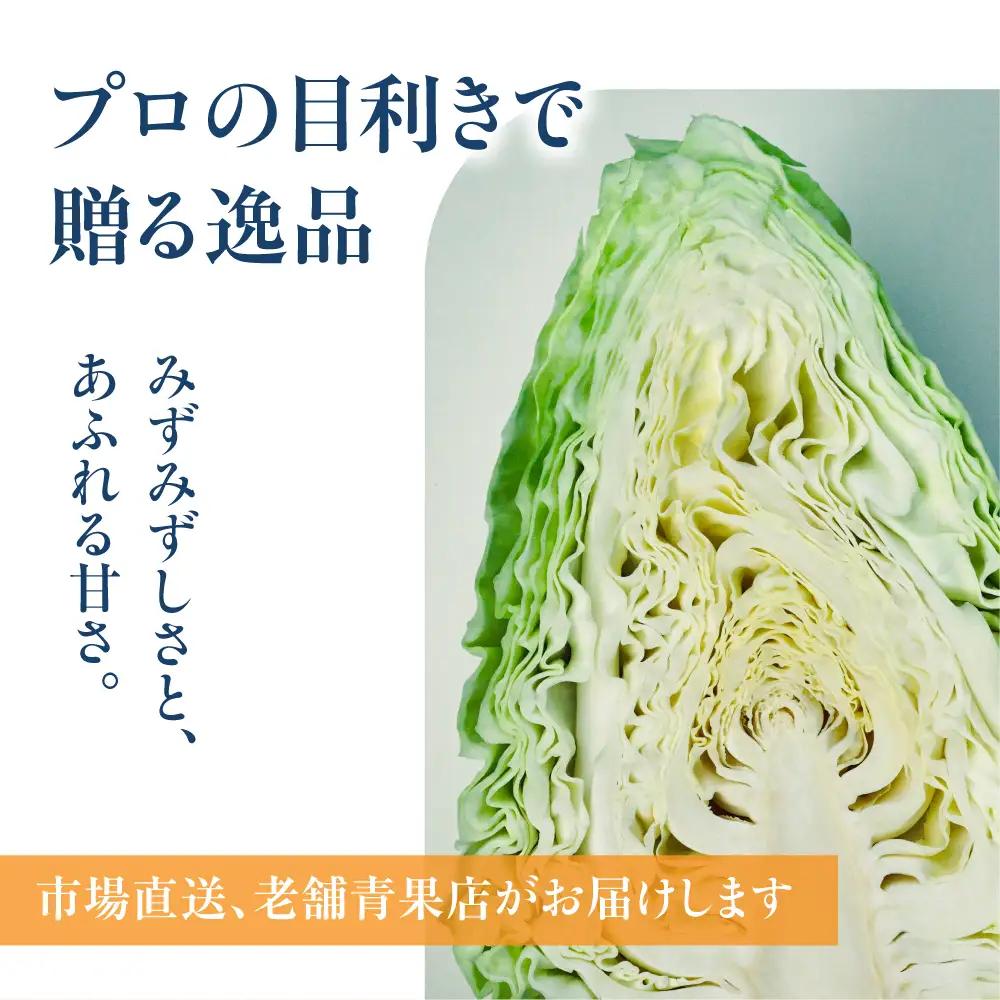 《先行予約》豊橋市産 キャベツ 3玉（計3.5kg） 産地直送