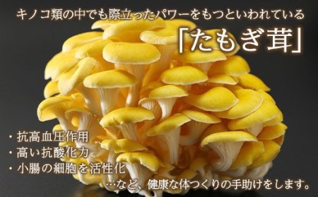 エルゴチオネイン含有 たもぎ茸濃縮エキスバイオゴッド 80cc×10袋入り NP1-142