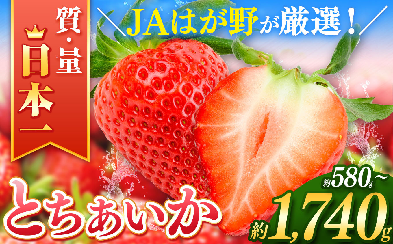 
            【2026年先行予約】とちあいか  約580～約1740g | 日本一 いちご生産量 JAはが野 栃木県 代表 真岡市 栃木県 送料無料 苺 ストロベリー 人気品種 フルーツ 果物
          