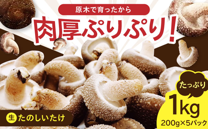 【予約受付中】原木 生しいたけ 1kg（200g×5パック）《厚真町》【株式会社きたい】 生 しいたけ 椎茸 きのこ キノコ 小分け 北海道 [AXAI001]