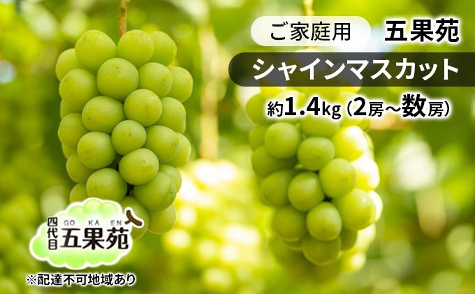 
            ぶどう 2026年 先行予約 ご家庭用 シャインマスカット 約1.4kg（2房～数房） ぶどう フルーツ 果物 岡山 五果苑 減農薬 甘い 美味しい 人気 種なし 皮ごと デザート おもてなし 
          