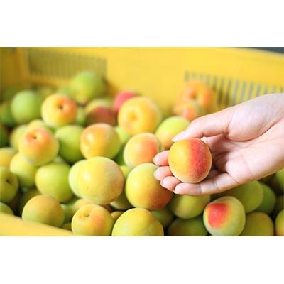 ふるさと納税 紀の川市 観音山完熟オレンジ梅　3kg