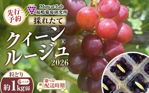 
                  【先行予約】 A 2026 P クイーンルージュ ® 粒どり 6パック 約1kg弱 【選べる配送時期】長野県産 国際特許有機肥料栽培｜クイーンルージュ 果物 フルーツ ぶどう ブドウ  食べきりサイズ 人気 おすすめ 葡萄  ギフト 送料無料 長野県 大町市
                