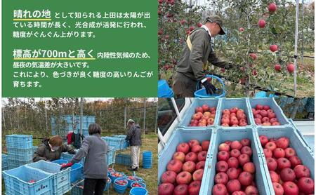 【2026年産・先行予約】サンふじ　5kg　りんご リンゴ 林檎 果物 フルーツ 長野