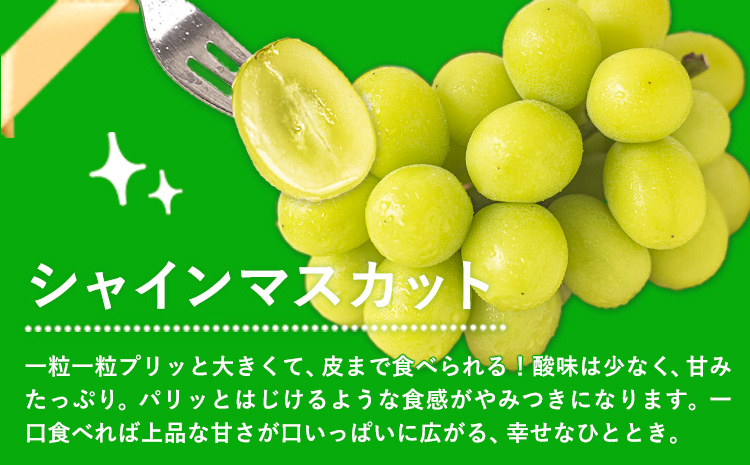 岡山県産 ニューピオーネ シャインマスカット ぶどう詰め合わせ 約1.2kg 2房 葡萄 果物 訳あり 優品 厳選出荷 スイーツ フルーツ デザート 岡山県 笠岡市《9月上旬～10月下旬頃に出荷予定(