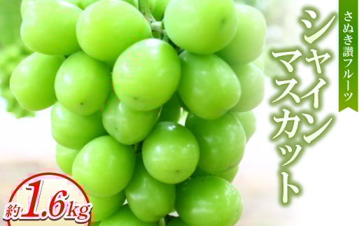 さぬき讃フルーツ「シャインマスカット」約1600g ＜8～9月より順次発送＞【1611396】