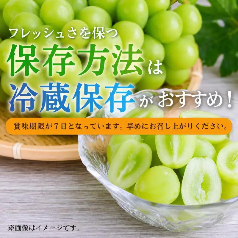 【2026年産】 シャインマスカット 3kg ぶどう 葡萄 ブドウ マスカット 果物 くだもの フルーツ デザート 旬の果物 旬のフルーツ 長野