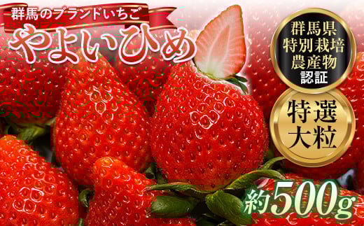 特選大粒 ブランドいちご「やよいひめ」朝摘みでお届け！500g イチゴ 苺 果物 フルーツ くだもの デザート ケーキ作り 群馬県 渋川市 F4H-0686