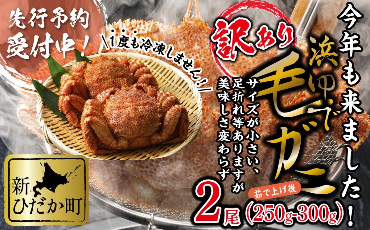 ＜2026年2月中旬から順次発送＞ 訳あり 北海道産 浜ゆで 毛ガニ 2尾 (  1尾あたり 250g ～ 300g ) 毛蟹 毛がに かに味噌 カニ味噌 新鮮 旬 ボイル 浜茹で 海鮮 海産物 わけあり 訳アリ ＜予約商品＞ 