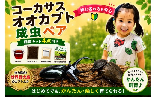 
                  【虹色Farm】コーカサスオオカブト 成虫ペア ～初心者の方も安心！飼育キット4点付(育て方解説書・転倒防止材・ゼリー・飼育マット)～｜京都 オオカブト 人気［ カブトムシ コーカサスオオカブト 成虫 ペア 飼育キット 説明書付 人気 おすすめ 自由研究 夏休み 体験 自然 昆虫 虫 お取り寄せ 通販 送料無料 ふるさと納税 ］
                