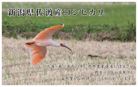 無洗米30kg 新潟県佐渡産コシヒカリ30kg(5kg×6)×9回「9カ月定期便」