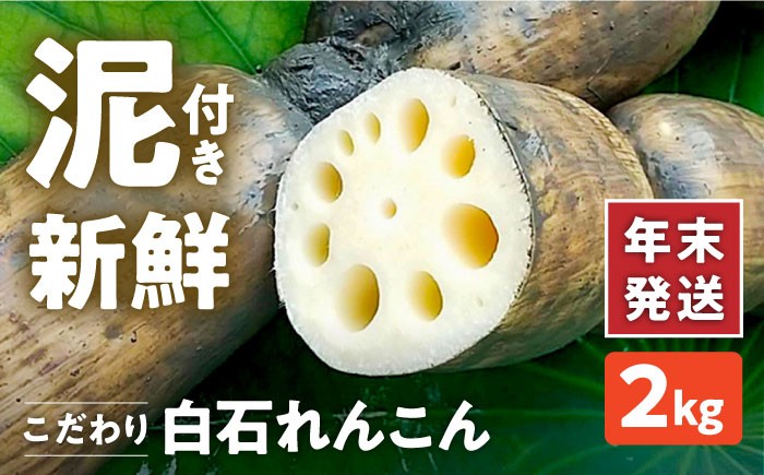
                  【先行予約 年末発送】れんこん（泥付き） 2kg 【れんこんの家やました】 れんこん レンコン 蓮根 国産 野菜 新鮮 旬 冬 人気 2026年 令和8年 12月発送 筑前煮 お節 正月 年末発送 特産品 佐賀県 白石 白石町 [IAW004]
                