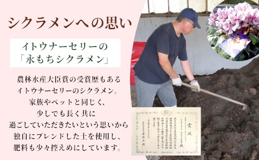 【カラー：パープル】11月中旬から順次発送★農林水産大臣賞受賞 ＼選べるカラー／ 愛知県産 シクラメン ５号鉢 中輪パピ 花 ピンク パープル ワインレッド 白 赤 プレゼント 贈り物 鉢花 鉢 ガー