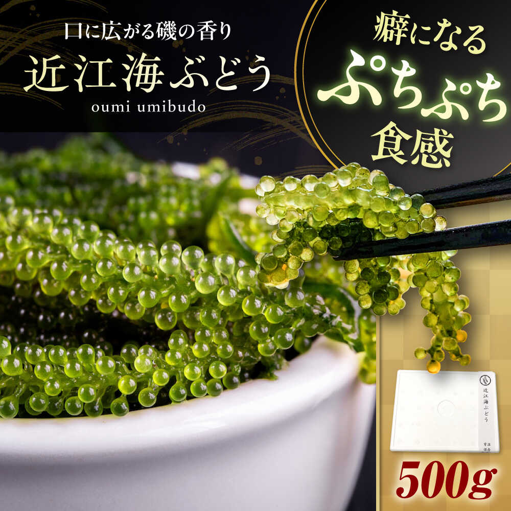 【ふるさと納税】近江海ぶどう 500g 滋賀県長浜市/ワボウ電子株式会社[AQBA017] 海ぶどう 海ブドウ 海藻 海産物 新鮮 海鮮サラダ おいしい ダイエット 500g 滋賀 長浜 人気 おすすめ グルメ 海藻 おかず 惣菜
