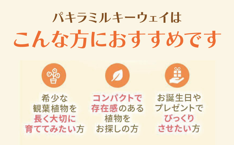 【森水木のラン屋さん】パキラ ミルキーウェイ 実生苗 斑入り 2.5号 ポット 栽培苗 ベージュ系素焼き鉢 熊本県 宇城市産 観葉植物 希少品種 風水 縁起 白斑 種類 育てやすい 初心者 人気 室内