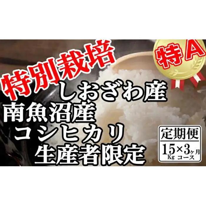 【令和7年産】【定期便：15Kg×3ヶ月】特別栽培 生産者限定  南魚沼しおざわ産コシヒカリ【定期便 銘柄米 ブランド米 精米 こしひかり コシヒカリ 魚沼産 新潟米 産地直送 お米 米 こめ コメ ご飯 御飯 ごはん】