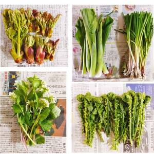 【母からの仕送り】青森県十和田市産 山菜セット[2～5種類(種類おまかせ)]　1箱【配送不可地域：離島】【1597928】