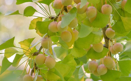 農家直送銀杏むき実 Lサイズ 500g（100g×5）山形県産 ぎんなん 《いとう農園》 茶碗蒸し おつまみ 季節限定 簡単 F4A-0312