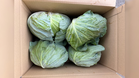 《 先行予約 》定期便 嬬恋 高原 キャベツ 4玉 1ケース 2024年7月発送開始 隔月2回 嬬恋キャベツ きゃべつ 産地直送 群馬 お取り寄せ 野菜 セット Lサイズ [AS006tu]