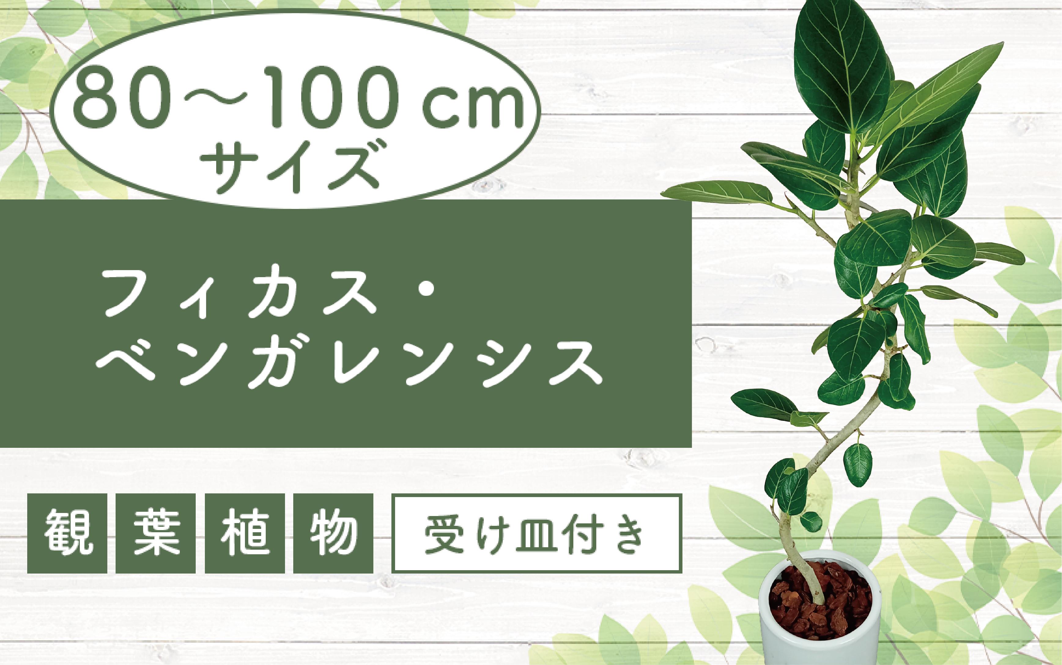 
2025年1月中旬～発送【観葉植物】フィカス・ベンガレンシス80cm～100cm丸ロング陶器鉢(T&P/035-1464) 南国鹿児島県で育った 観葉植物！植物 鉢付 インテリア 室内 オフィス おしゃれ プレゼント ギフト 開店祝い 移転祝い マイナスイオン【配送不可地域：北海道・沖縄県・離島】
