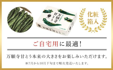 ＜7月発送開始！＞京のブランド産品　万願寺甘とう　秀品 1kg 【2025年発送分】 / ふるさと納税 京野菜 万願寺 甘とう とうがらし 大型 肉厚 甘い 万願寺とうがらし 万願寺唐辛子 京都府 福