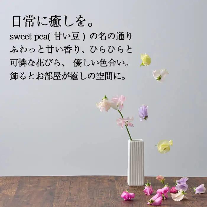 ＜先行予約受付中！2026年12月中旬から順次発送予定＞門川町産スイートピーミックス(計100本・50本×2束) 花  ギフト 【AL-1】【安田農園】 