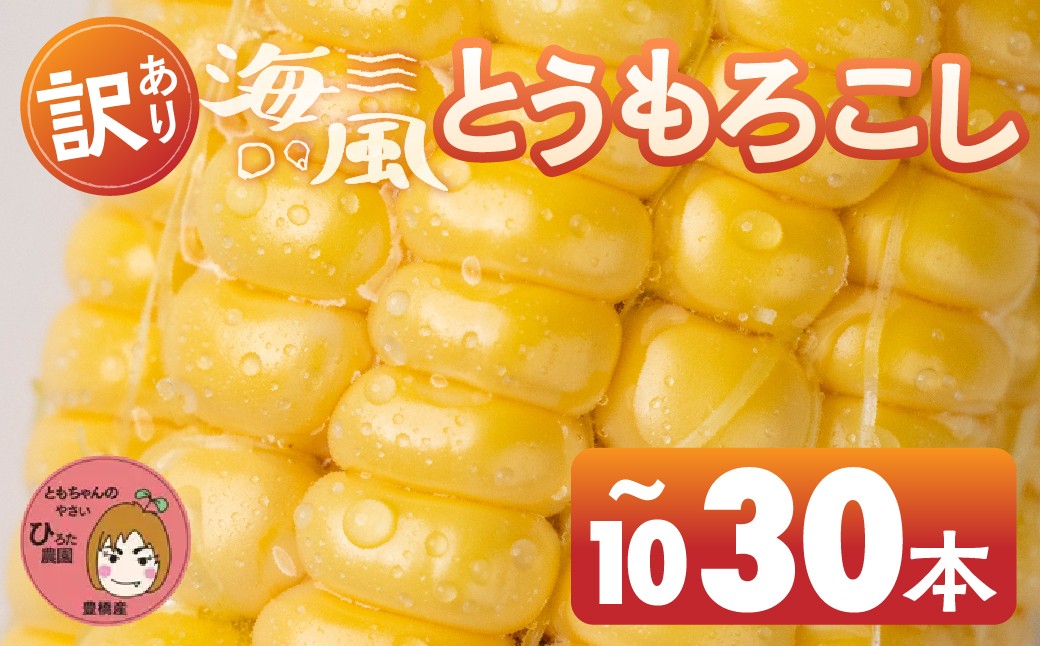 
                  令和8年産（2026年収穫）訳あり とうもろこし 10本 20本 30本 直売所で大人気 愛知県 豊橋市 夏野菜 野菜 ミネラルたっぷり 海風そだち 潮風 BBQ 家族で フードロス わけあり 規格外 大容量 豊橋 ともちゃんのやさい
                