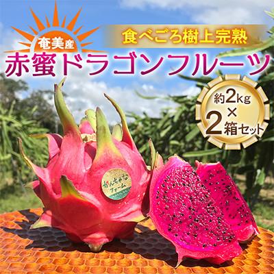 ふるさと納税 瀬戸内町 【奄美産】 食べごろ樹上完熟『赤蜜ドラゴンフルーツ』2kg×2箱セット