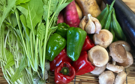 【6回定期便】 こだわりの新鮮野菜セット 8~11品目 | 野菜セット 新鮮 野菜 季節の野菜 おすすめ 高知県 南国市