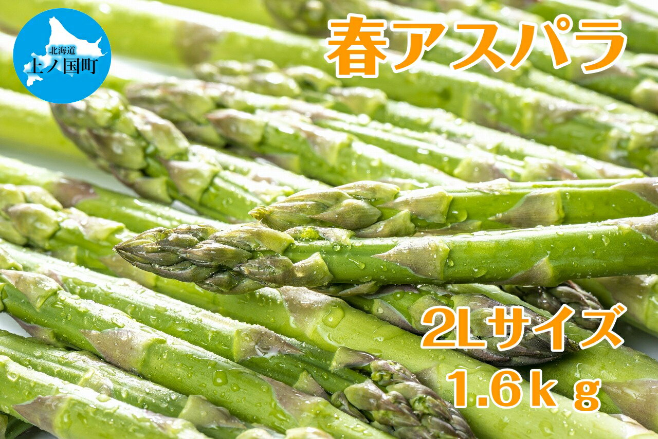 【ふるさと納税】【2026年春発送】寅福菜園の朝採り春アスパラ　2L（1.6kg）　グリーンアスパラ　朝採れ　農家直送　新鮮　甘い　春野菜　旬野菜　特産品　北海道産