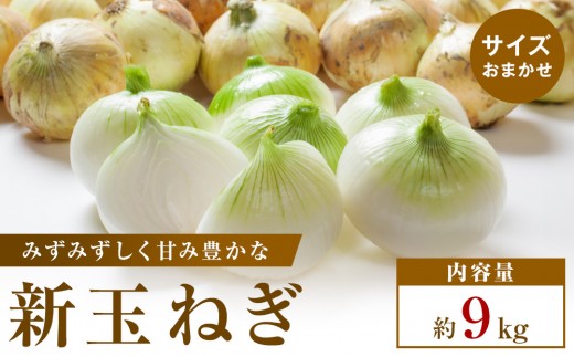 【2026年3月～5月発送】この時期にしか味わえない、みずみずしく甘み豊かな「新玉ねぎ」　約9kg