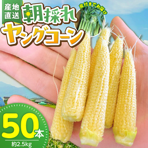 【2026年5月お届け】福岡県産 朝採れヤングコーン 50本 〔Gv052〕