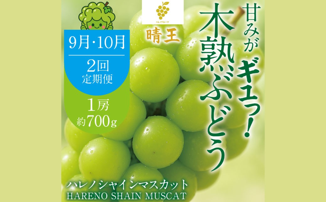 
                  【 2回定期便 】 木熟ぶどう ハレノシャイン シャインマスカット晴王 1房 約700g 果物 くだもの 果実 フルーツ 果汁 ぶどう 葡萄 ブドウ マスカット シャインマスカット 晴王 ブランド 皮ごと 国産 岡山県産 冷蔵 【 2026年9月上旬発送開始予定 】
                