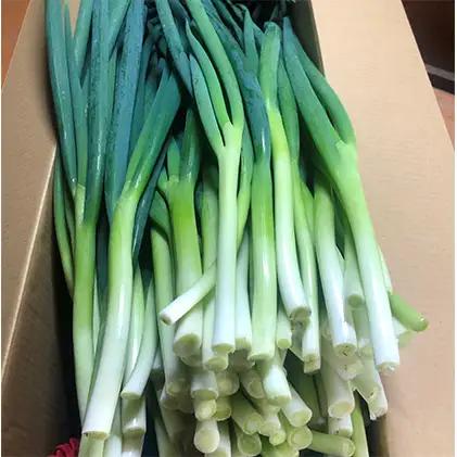 生産農家直送 京野菜・九条ねぎ5kg〈葱 野菜 京都 農家直送