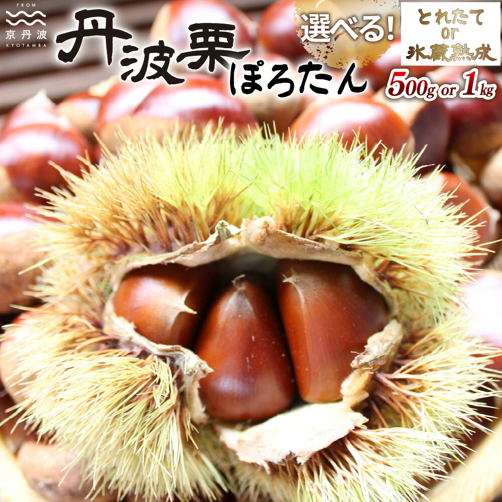 【ふるさと納税】【数量限定】京丹波町産「ぽろたん」栗 選べる 数量 500g 1kg とれたて 氷蔵熟成 2Lサイズ以上 京都 京丹波町産【 自家農園 和栗 国産栗 くり 栗 栗ご飯 】 ※北海道・沖縄は配送不可