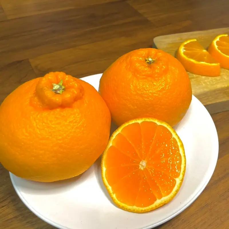 【期間限定・2027/1/31まで】不知火1kg※2026年3月から順次発送予定※ / 和歌山県 しらぬい デコポン フルーツ 果物 柑橘 田辺市 【nak014-1】