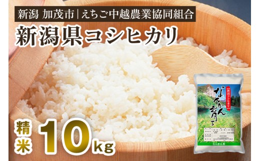 【令和7年産】新潟産コシヒカリ なんかん育ち「こしひかり米」精米10kg 《順次出荷》 白米 七谷産 特別栽培米 えちご中越農業協同組合